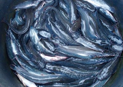 Poissons du marché Cambodge