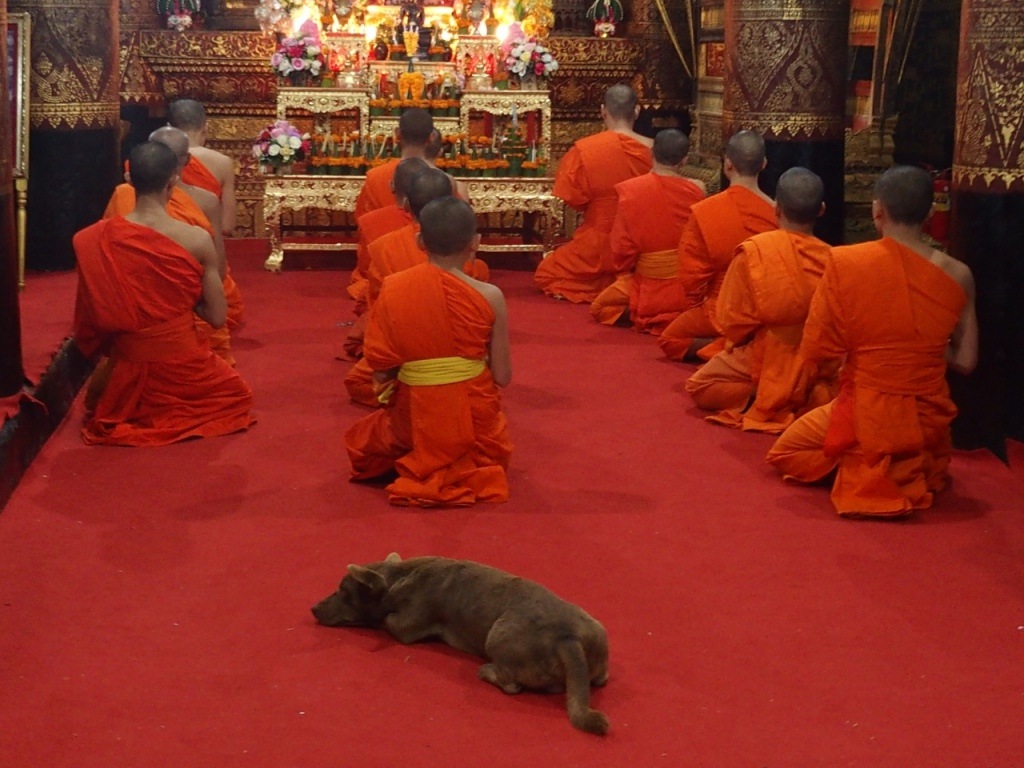 Chien qui assiste à la prière des moines temple Le Vat Phonxay Sanasongkham Luang Prabang Laos