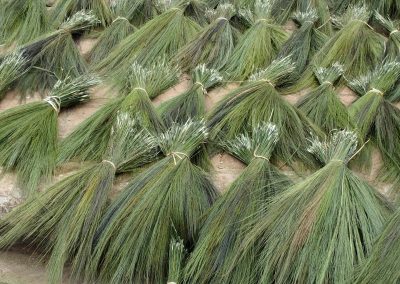 Paquets d'herbes à balais sur marché Muang Ngoi Laos