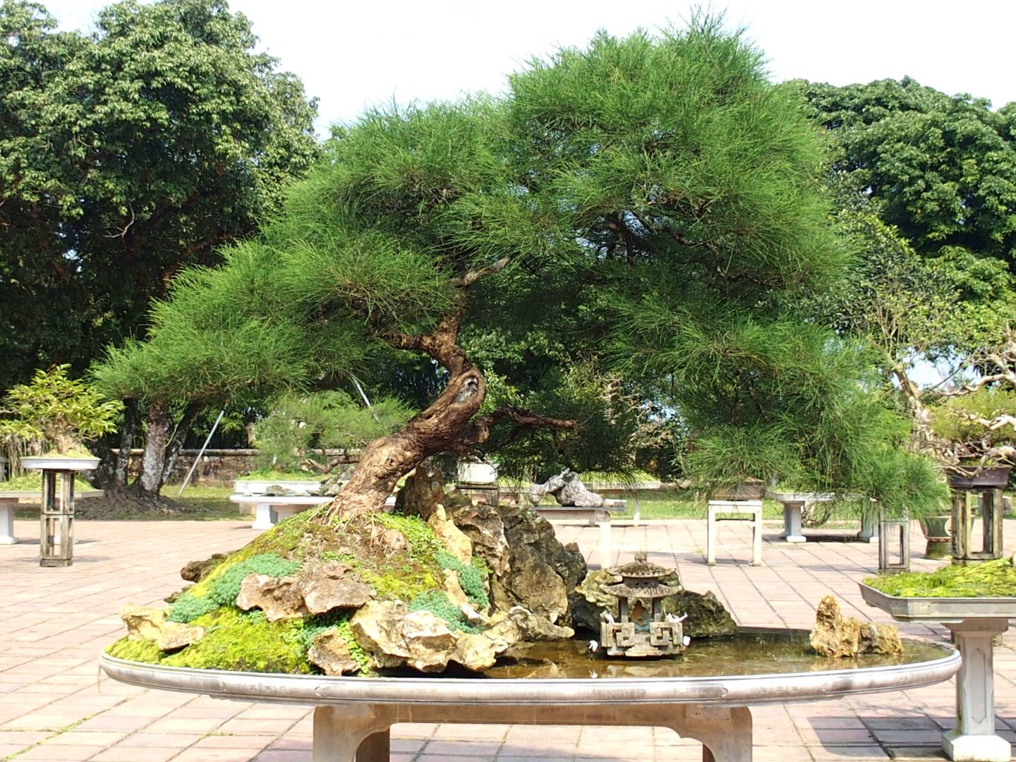 Jardin bonsai Hué Vietnam