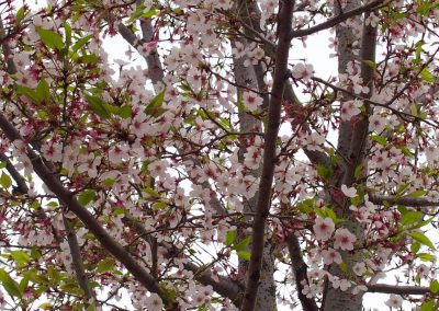 Cerisier en fleurs Japon