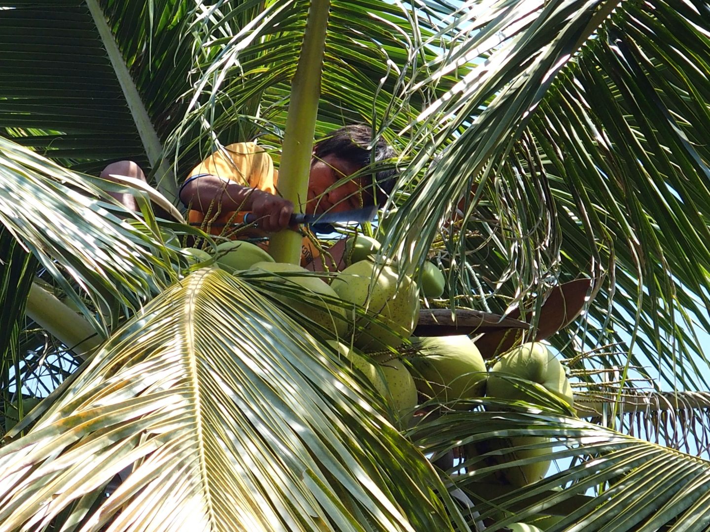 Collecte noix de coco Don Khon 4000 îles Laos