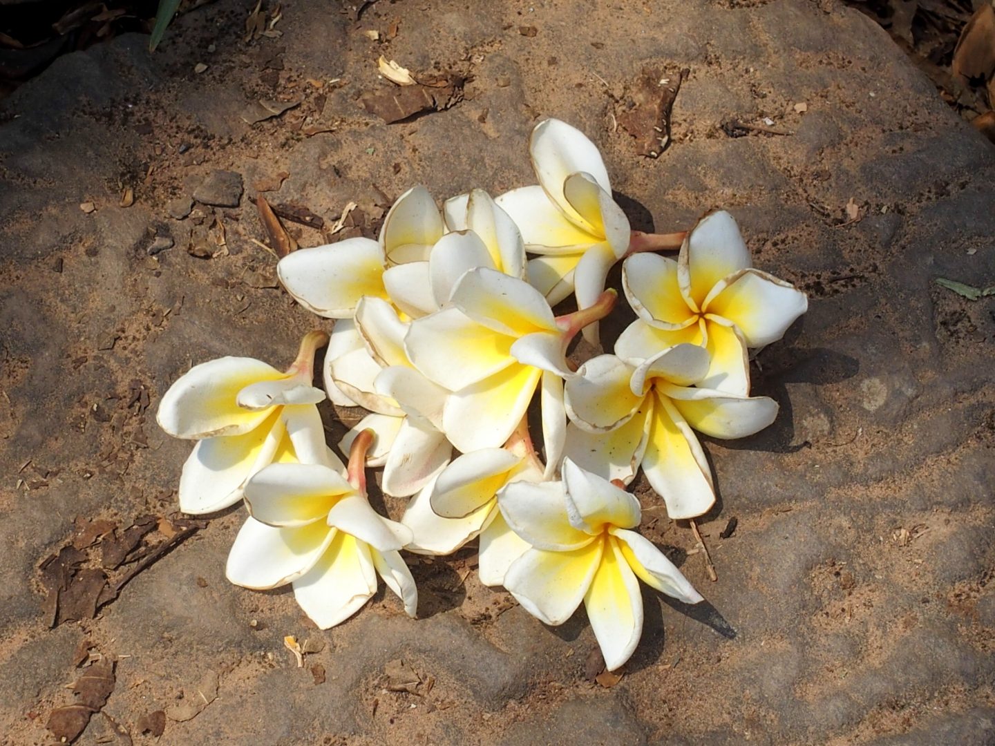 Fleurs de frangipanier Vat Phou Laos