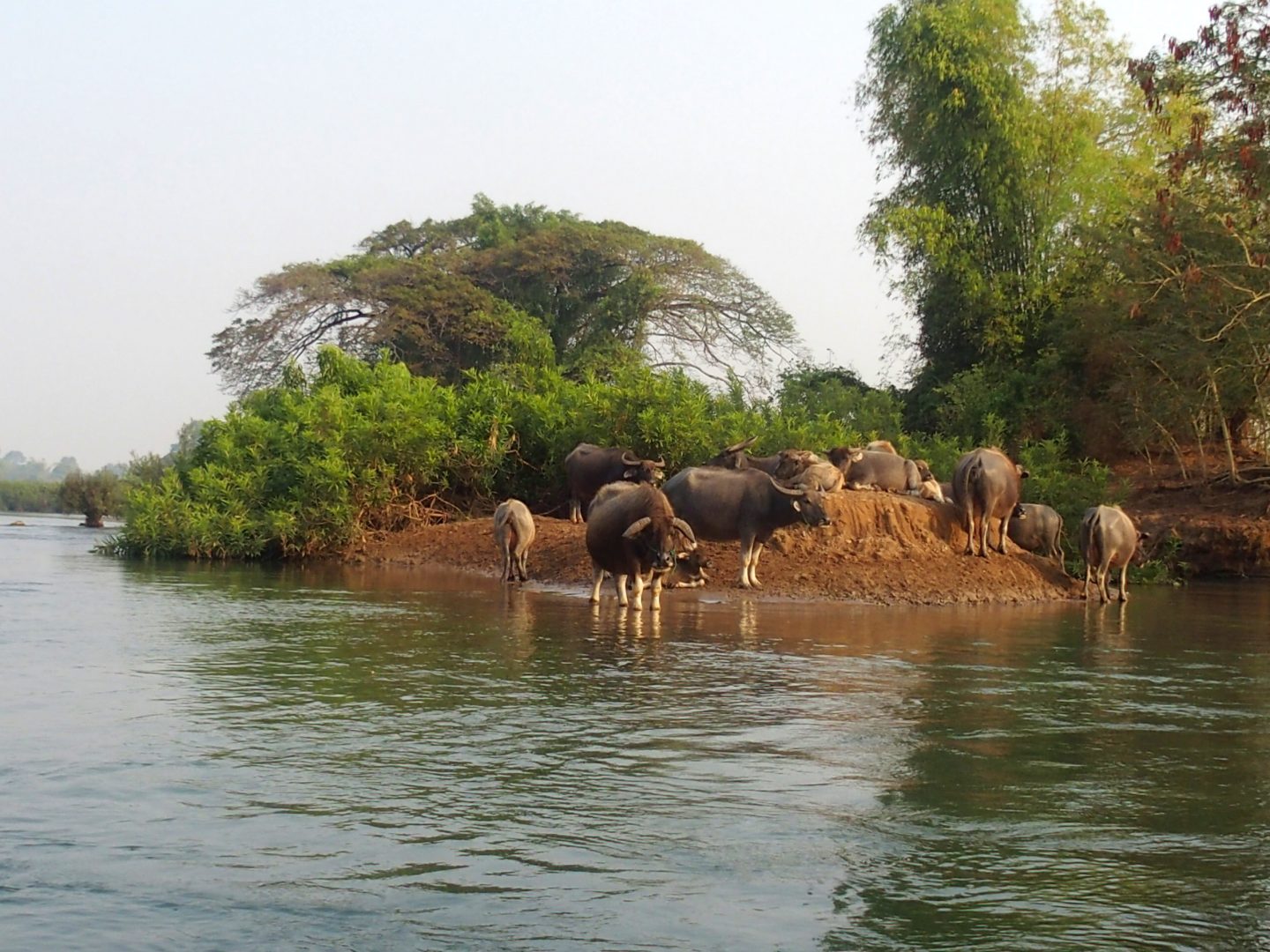 Troupeau buffles sur Mekong Don Khon 4000 îles Laos