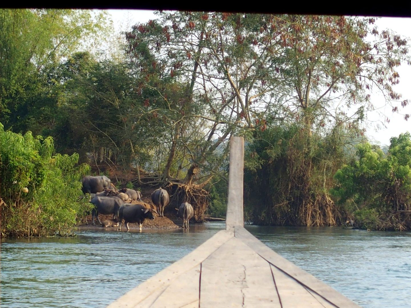 Vie des buffles sur Mekong Don Khon 4000 îles Laos