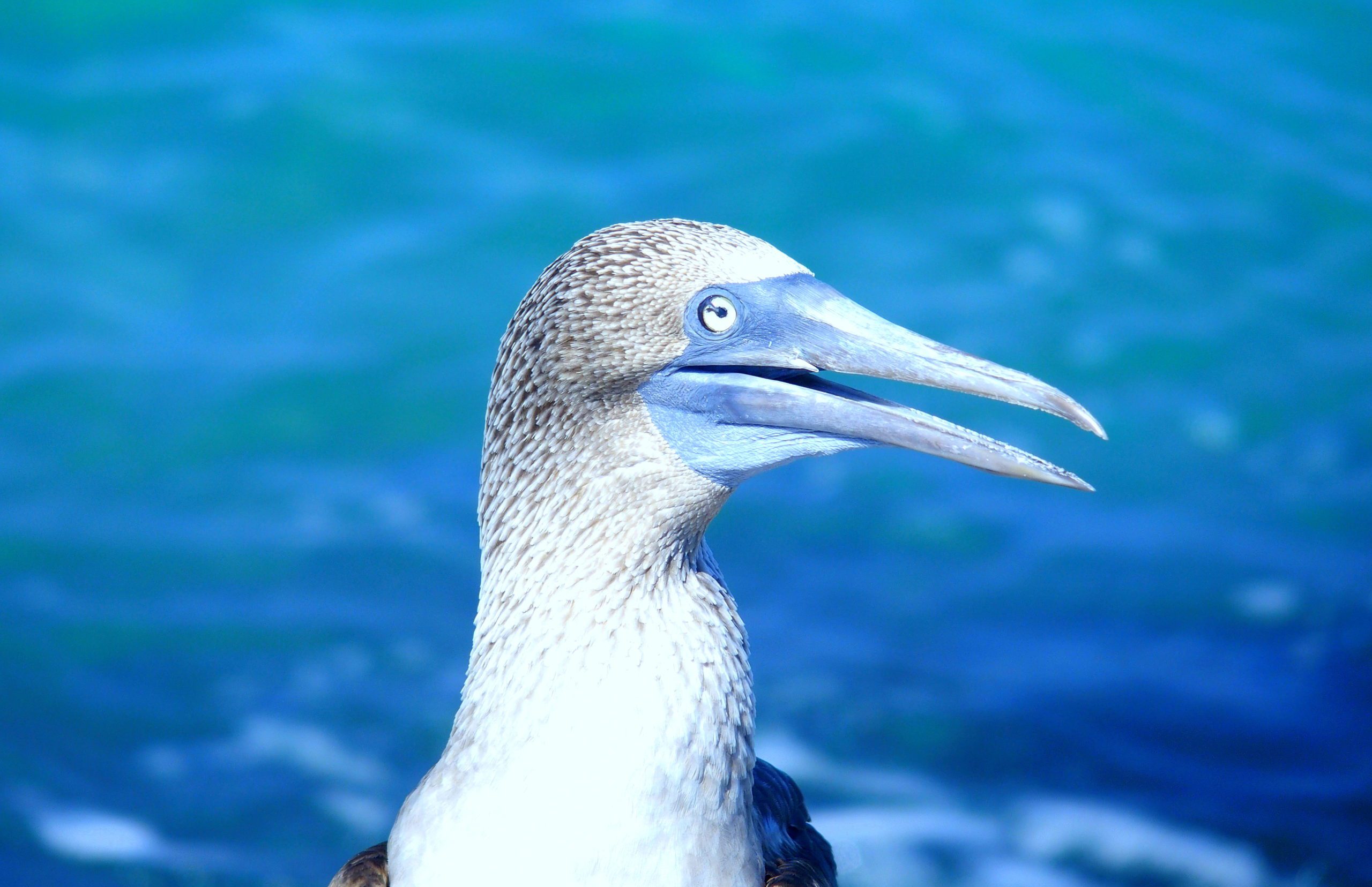 Bec bleu d'un fou à pattes bleues île San Critobal Galapagos
