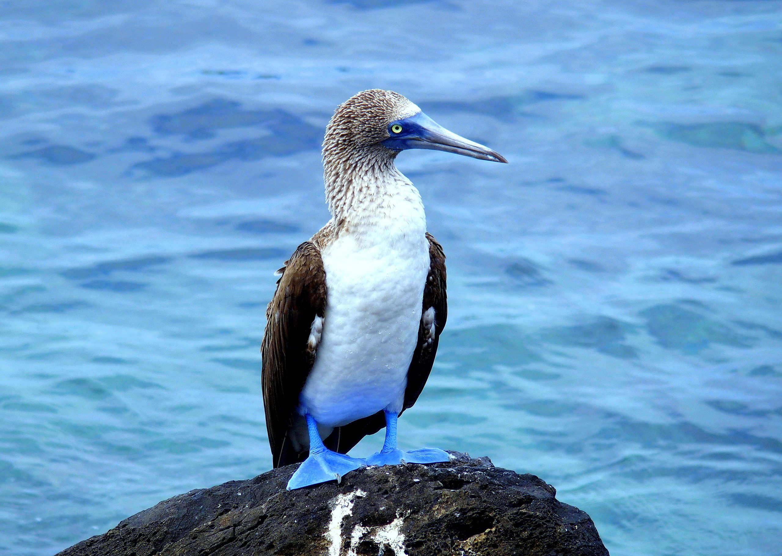 boobie sur île San Cristobal Galapagos