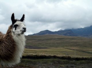 Lamas, alpagas et vigognes en Equateur