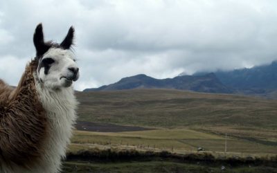 Lamas, alpagas et vigognes en Equateur