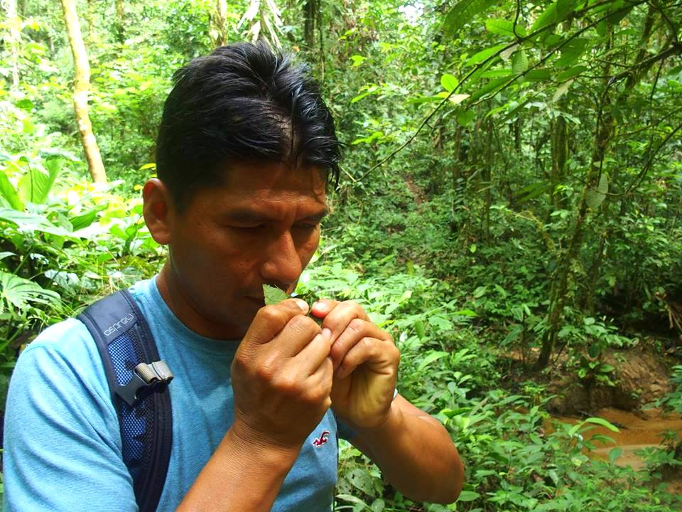 Découverte plantes avec Carlos Amazonie Equateur