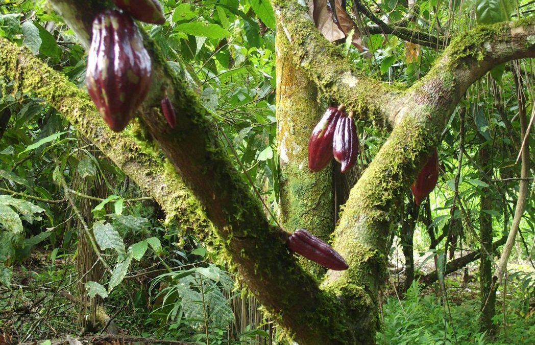 Comment j&rsquo;ai fait mon propre chocolat en Amazonie équatorienne