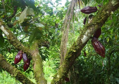 Cacaotier avec des cabosses