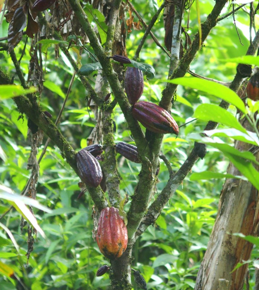 Cacaotier avec des cabosses