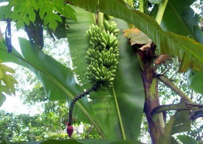 De bonnes bananes à cueillir sur l'arbre