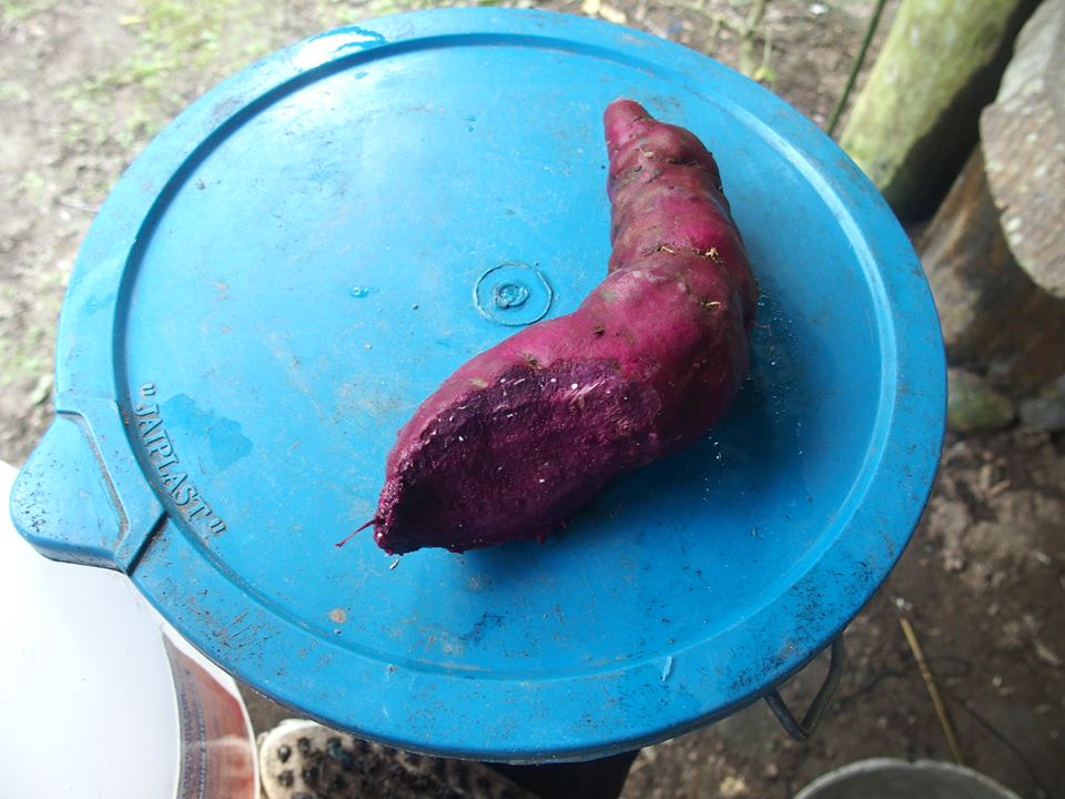 Patate douce violette appelée camote en Amazonie Equateur