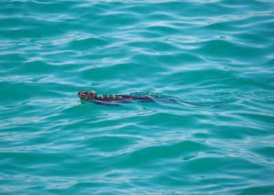 Iguane marin - Galapagos