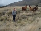 Rencontre avec les lamas - Equateur