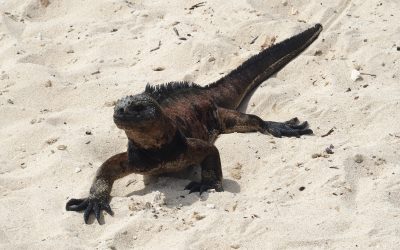 Voyager aux Galapagos en solo sur l’île de Santa Cruz