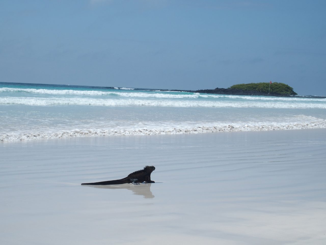 Iguane sur une plage des Galapagos
