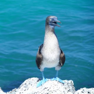 San Cristobal, paradis des animaux aux Galapagos