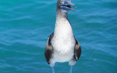 San Cristobal, paradis des animaux aux Galapagos