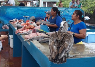 Pélican sur l'étal de poissons - Galapagos