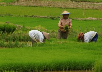 Femmes dans les rizières Sulawesi