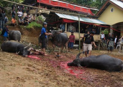 Mise à mort de buffles pour incinération