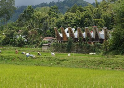 Tongkonan maisons traditionnelles