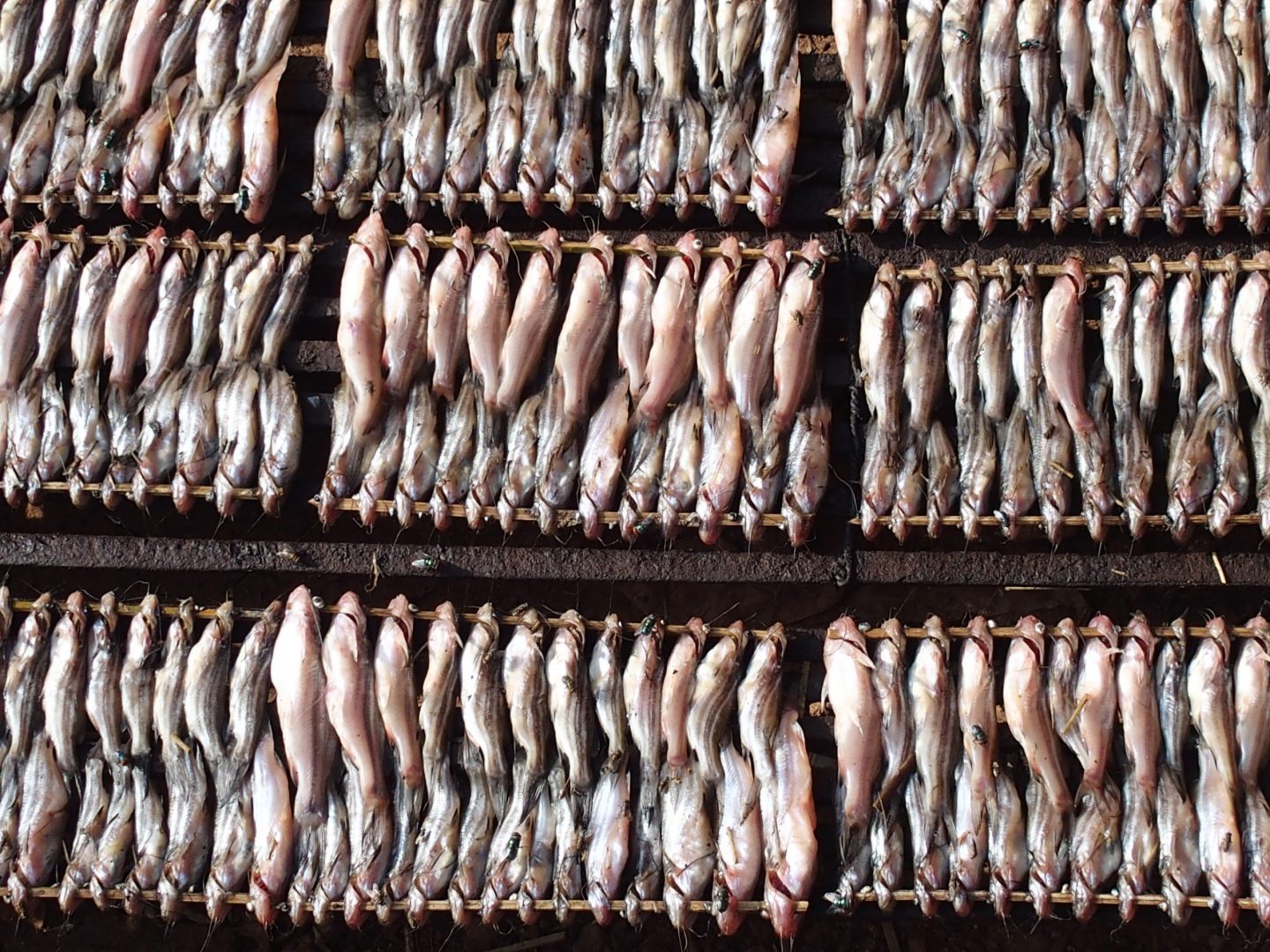 Brochette de poissons lac Tonle Sap Cambodge
