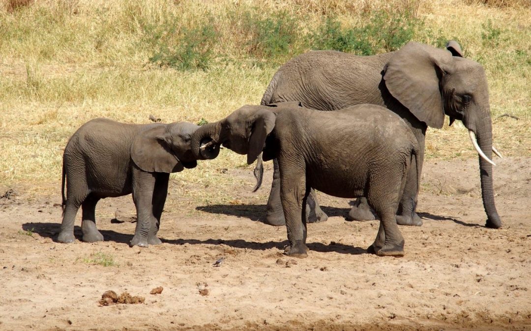 Circuit d&rsquo;une semaine dans le nord de la Namibie