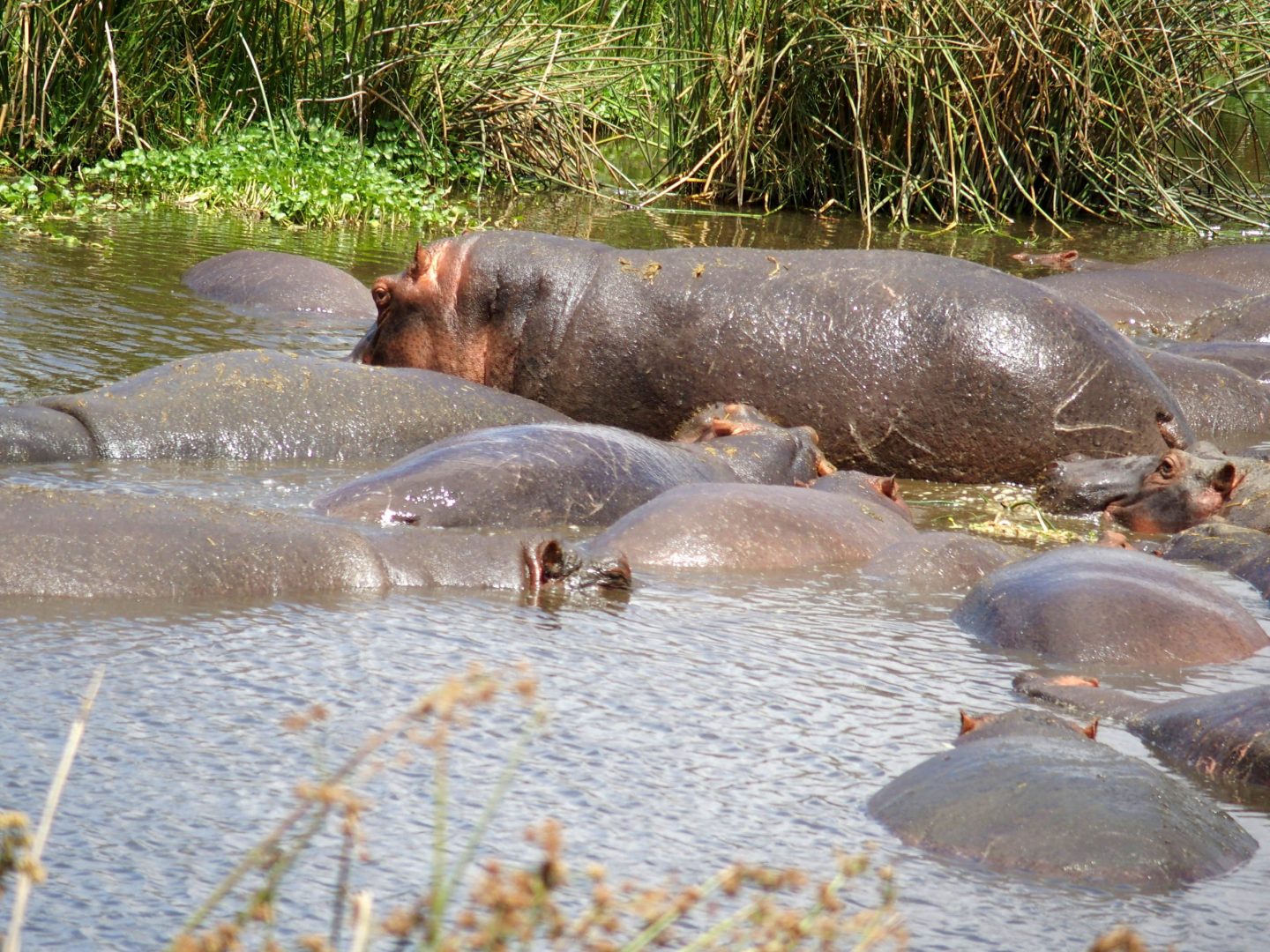 Dos d'hippopotames Ngorongoro Tanzanie