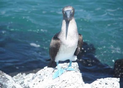 Fou à pattes bleues Galapagos Equateur