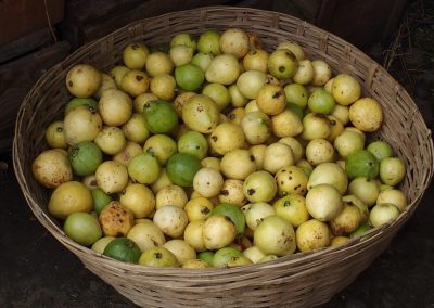 Fruits marché Timphu Bhoutan