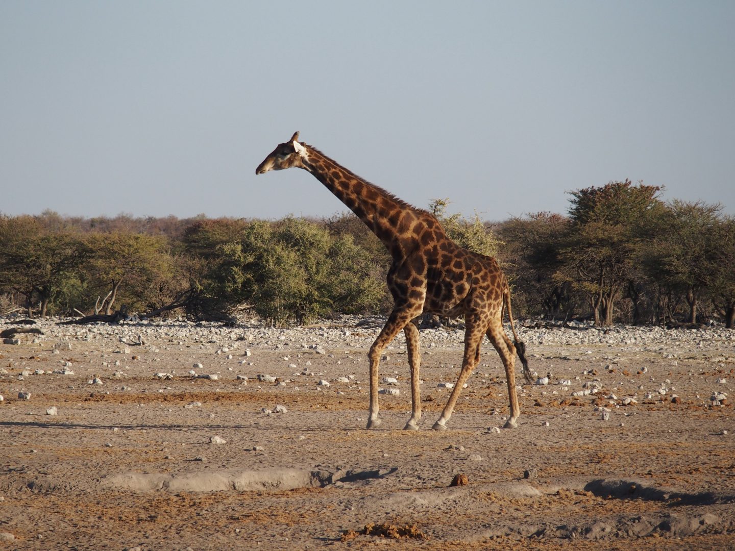 Girafe parc Manyara Tanzanie