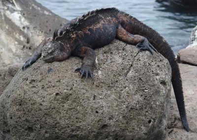 Iguane Galapagos Equateur