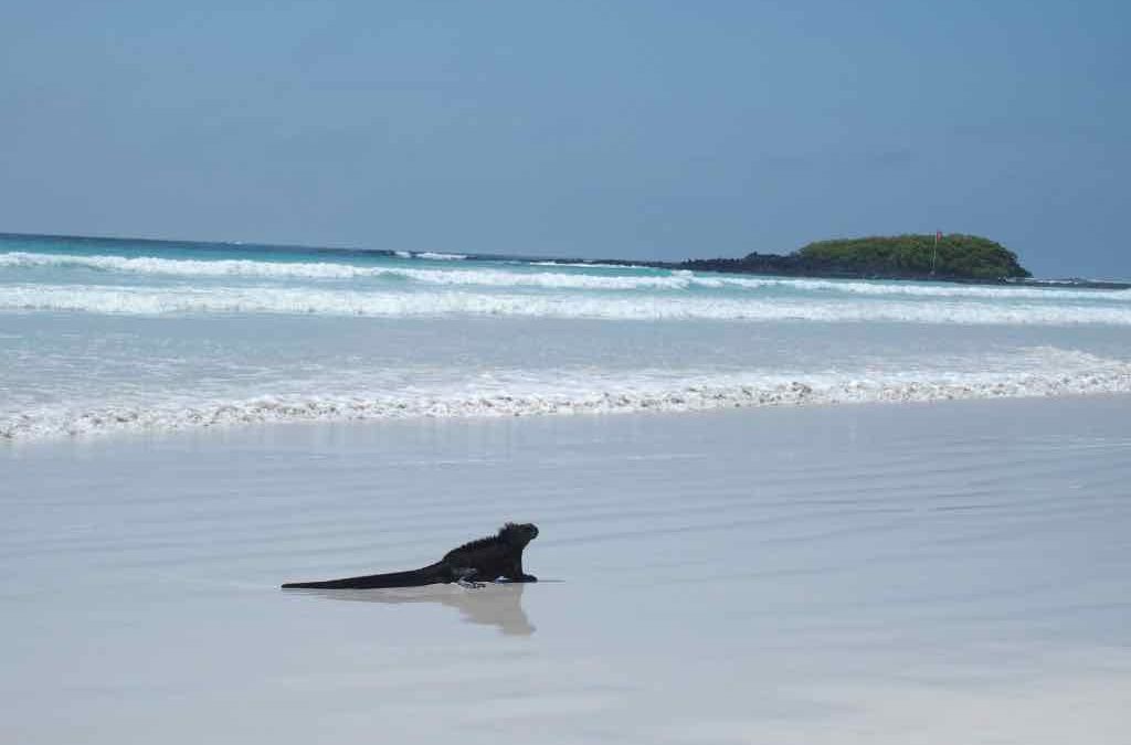 Les îles Galapagos en solo, c&rsquo;est possible !