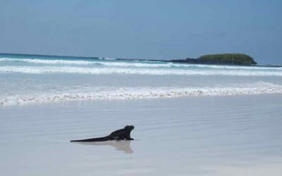 Les îles Galapagos en solo, c’est possible !