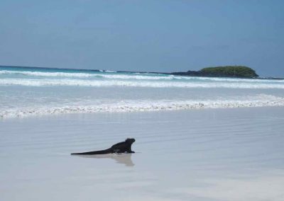 Iguane à la plage Galapagos Carnet de voyage en Equateur