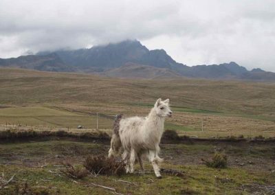 Lama sur volcan Cotopaxi Equateur