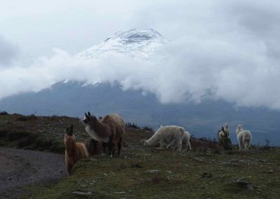 Lamas devant volcan Cotopaxi Carnet de voyage en Equateur