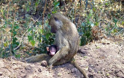 Le romantique parc Manyara en Tanzanie