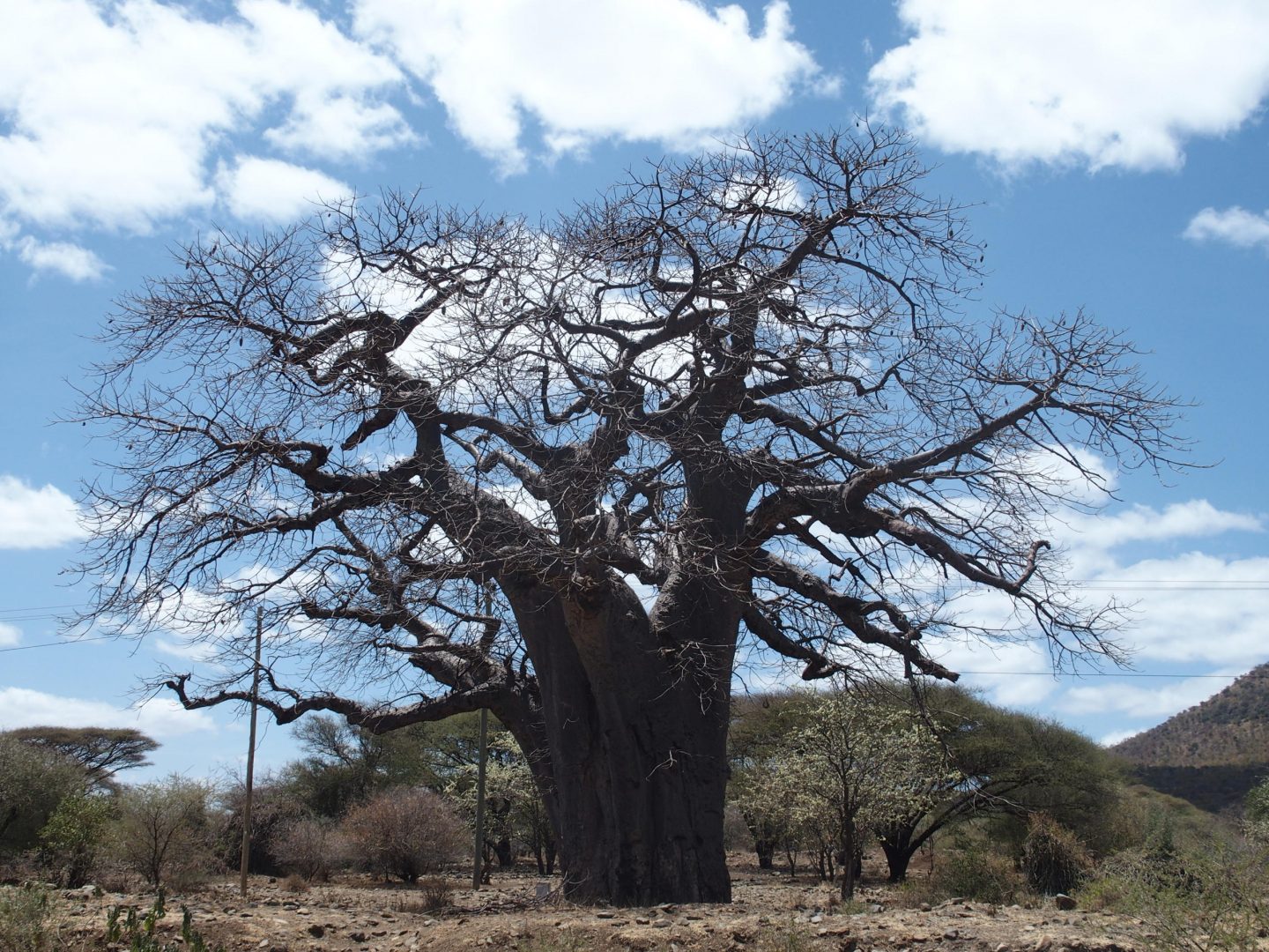 Mon premier baobab en Tanzanie