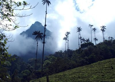 Palmiers de Cocora Colombie