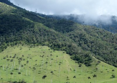 Palmiers vallée de Cocora Colombie