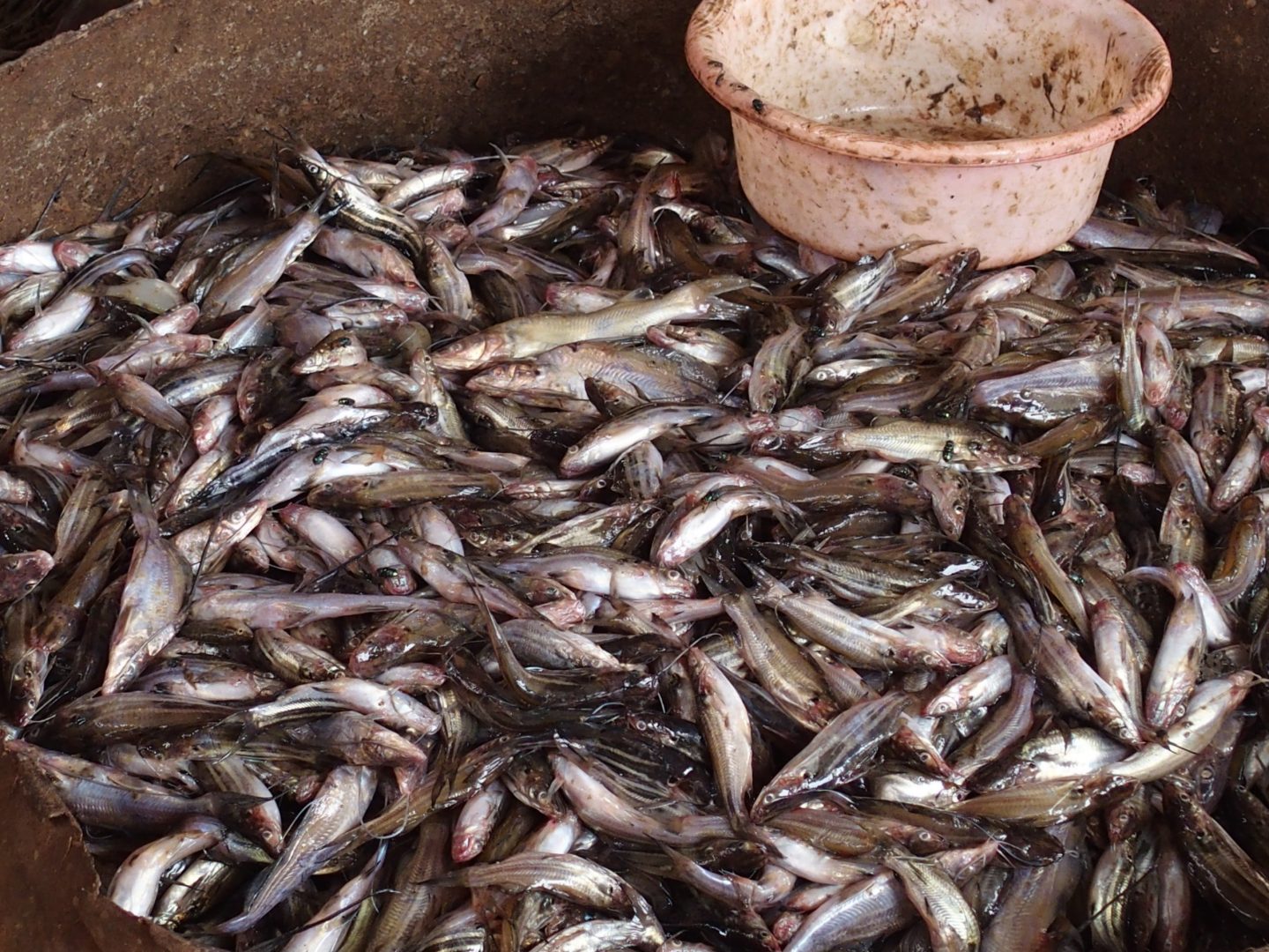 Petits poissons qui vont être embrochés Tonle Sap Cambodge
