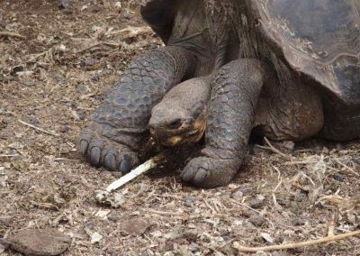 Tortue Galapagos Equateur