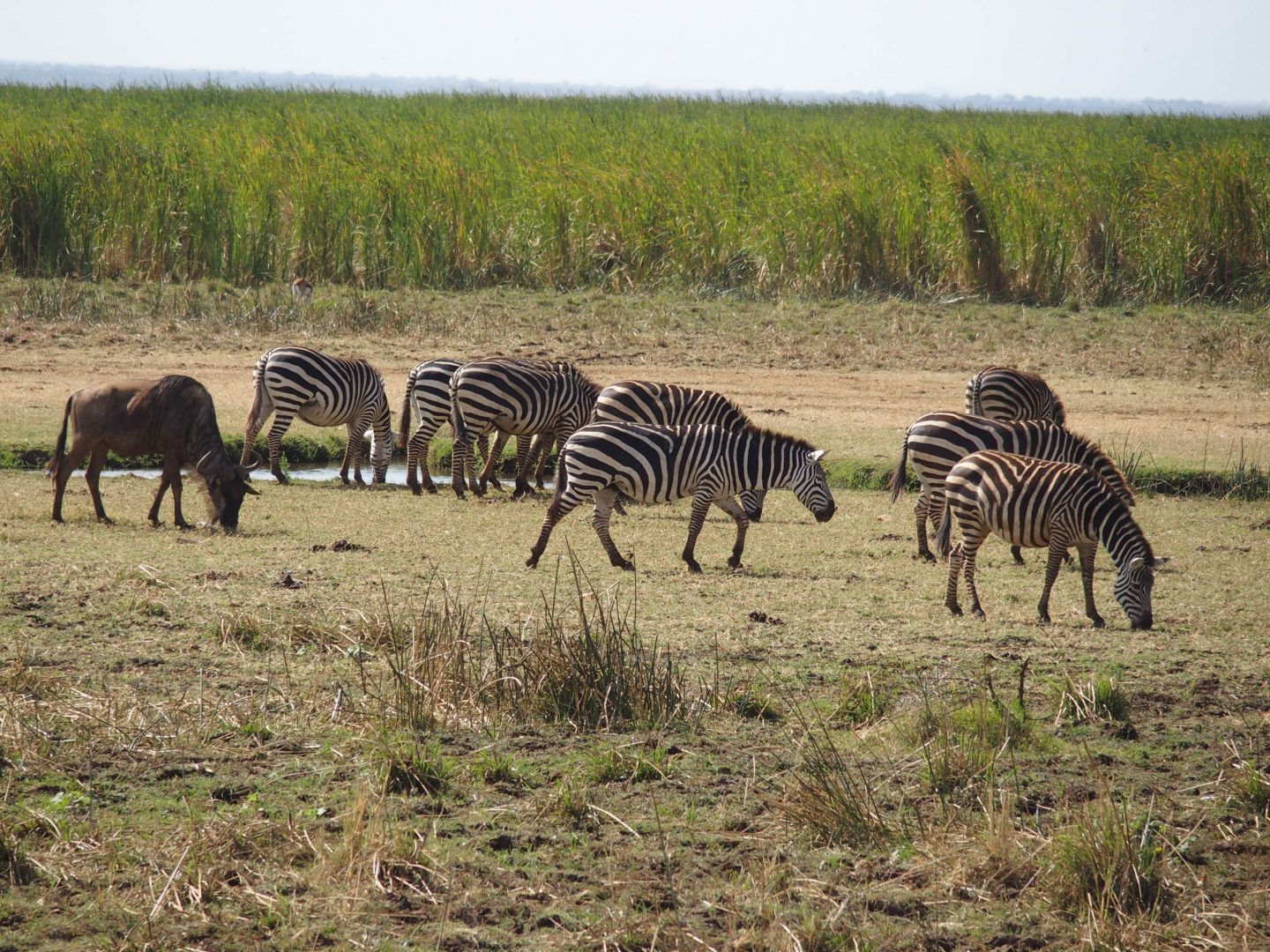 Zebres Manyara Tanzanie