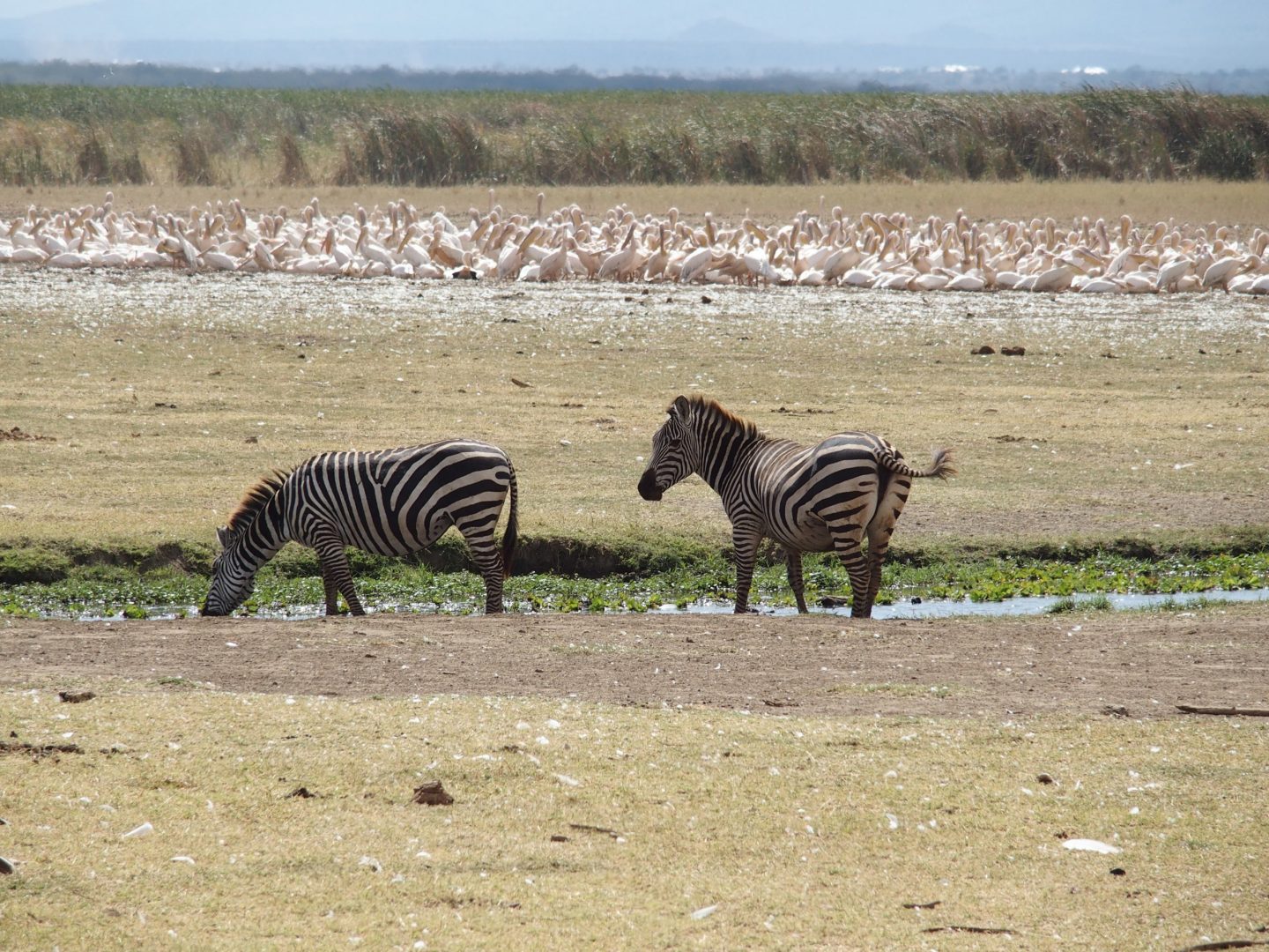 Zebres et pélicans Manyara Tanzanie