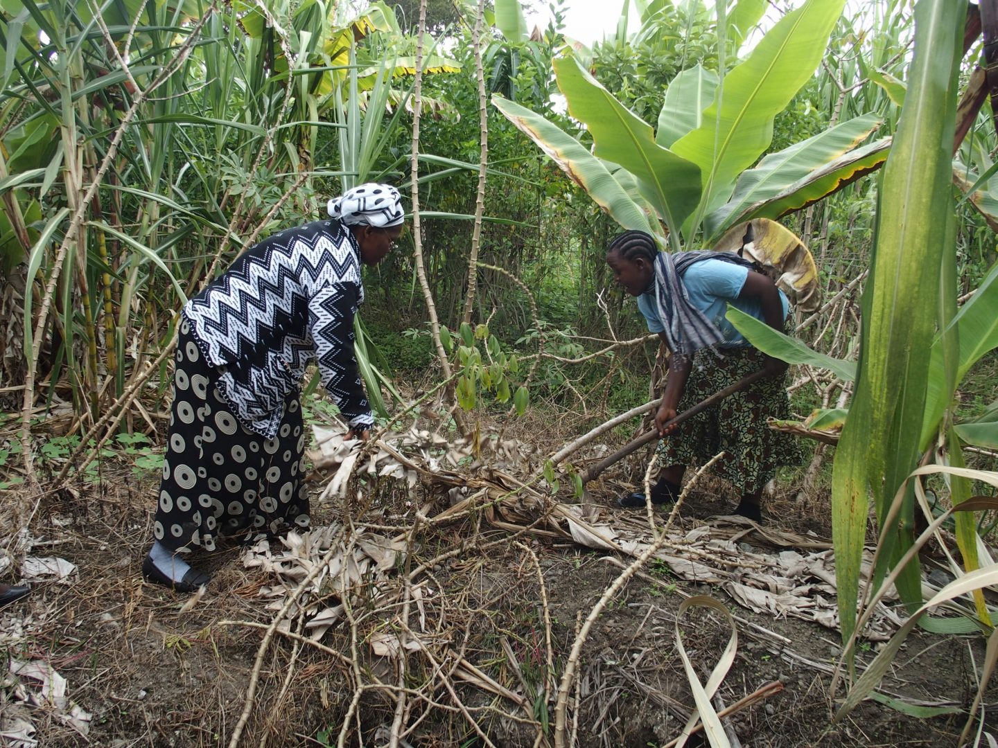 Déracinement racine de manioc Ngurdoto Tanzanie